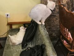 -猫色咖啡·猫咖