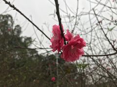 -南国桃园旅游度假区