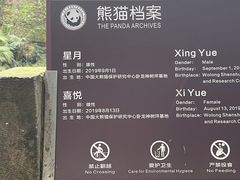 -都江堰中华大熊猫苑