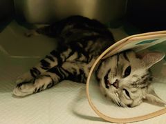 -瑞鹏宠物医院·爱宠堂·骨外专科(西荷分院)