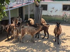 -西霞口神雕山野生动物世界