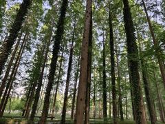 -黄海国家森林公园