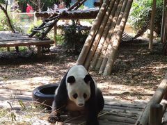 -深圳野生动物园