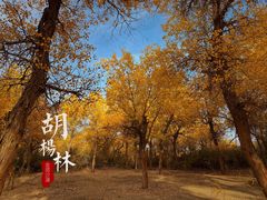 -金塔沙漠胡杨林景区