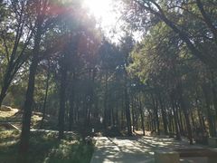 -泰山风景名胜区-虎山公园