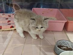 -FAELING PETS美天灵宠物(富力广场店)