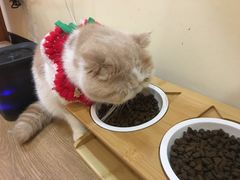 -滚猫咖啡·猫咖·猫友好撸猫(未来城店)