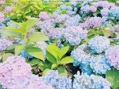 -上海共青森林公园