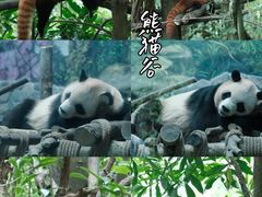 -熊猫谷