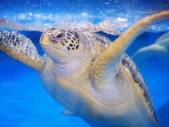 -芜湖新华联大白鲸海洋公园