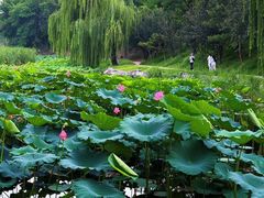 -莲花池公园