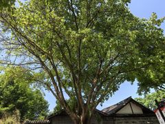 -安仁古镇