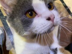 -猫色咖啡·猫咖