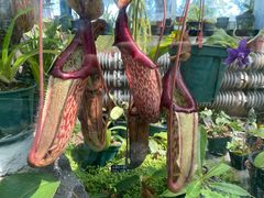 -国家植物园南园