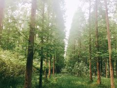 -黄海国家森林公园