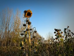-汉长安城未央宫国家考古遗址公园