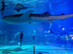 -烟台海昌鲸鲨海洋公园