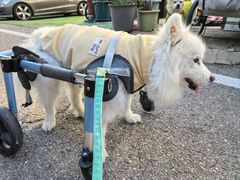 -北京派仕佳德动物医院·超导核磁·CT·神经科·骨科·内外科·急重症管理中心