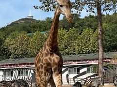 -大连森林动物园