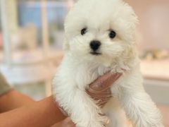 -翊宠yipet猫狗购宠庄园犬舍•猫舍