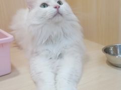 -爪爪喵星球·猫舍(益田假日里店)