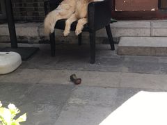 66-百好乐宠物友好餐厅(朝外大街店)