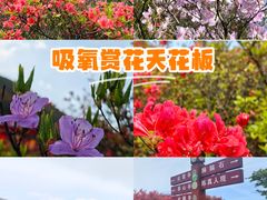 -大围山国家森林公园