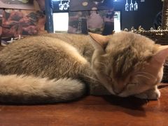 -咖法森林·咖啡  酒吧(天河店)