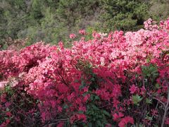 -木兰云雾山