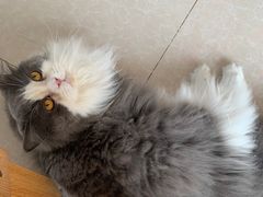 -Catmate·猫肥家润(金润铂宫店)