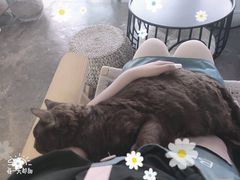 -喵屿·大理花园猫咖