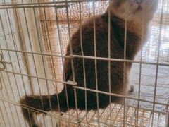 -刘小胖煎肉馆