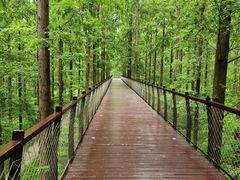 -黄海国家森林公园