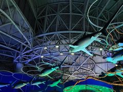 -烟台海昌鲸鲨海洋公园