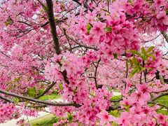 -天适樱花悠乐园