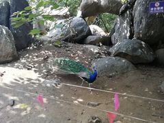 -临沂动植物园