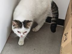 -御宝贝·A梦猫科宠物医院(国际猫友好医院)