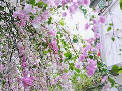 -深圳国际园林花卉博览园