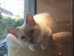 -Pets First伊珊娜洗护·精致美容·家庭式寄养(新会路店)