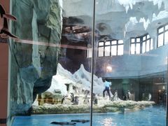 -帝企鹅自助餐厅•儿童岛•真企鹅(长隆企鹅酒店)