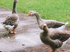 -福建鲤鱼洲酒店