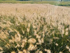 -汉长安城未央宫国家考古遗址公园