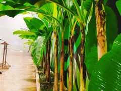 -观唐（国际）度假村温泉