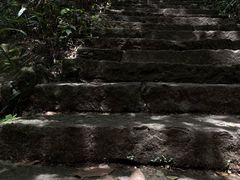 -天目山大树王景区