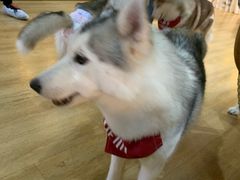 -Husky Go! 哈士奇体验馆·宠物咖啡厅狗咖