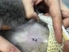 -联合动物医院(光谷诊疗中心)