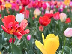 -大宁郁金香公园-停车场