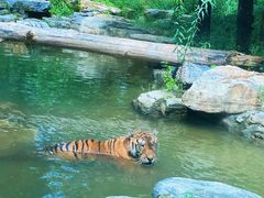 -北京野生动物园