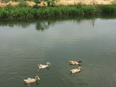 散养土鸭-乡乐园蟹庄·阳澄湖农家乐