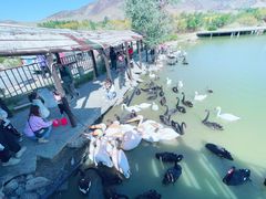 -新疆天山野生动物园